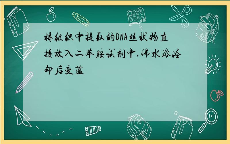 将组织中提取的DNA丝状物直接放入二苯胺试剂中,沸水浴冷却后变蓝