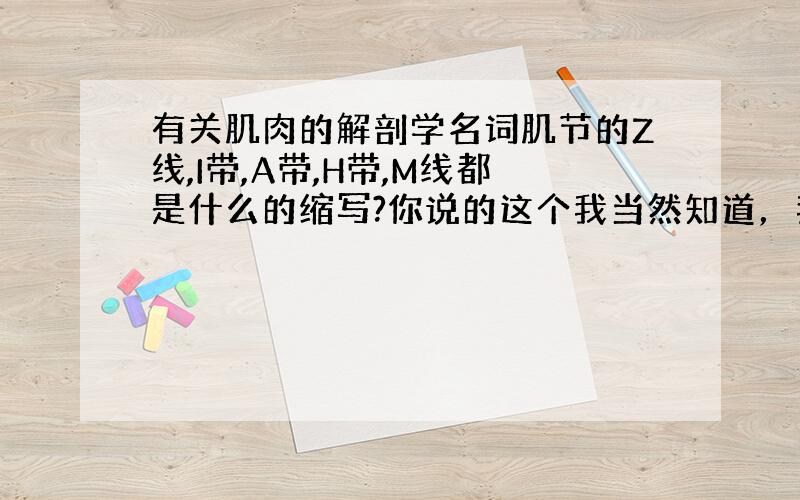 有关肌肉的解剖学名词肌节的Z线,I带,A带,H带,M线都是什么的缩写?你说的这个我当然知道，我只是想问这些名字怎么来的