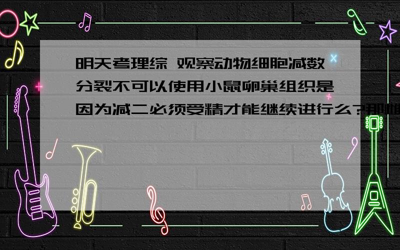 明天考理综 观察动物细胞减数分裂不可以使用小鼠卵巢组织是因为减二必须受精才能继续进行么?那雌性的应该观察什么啊?