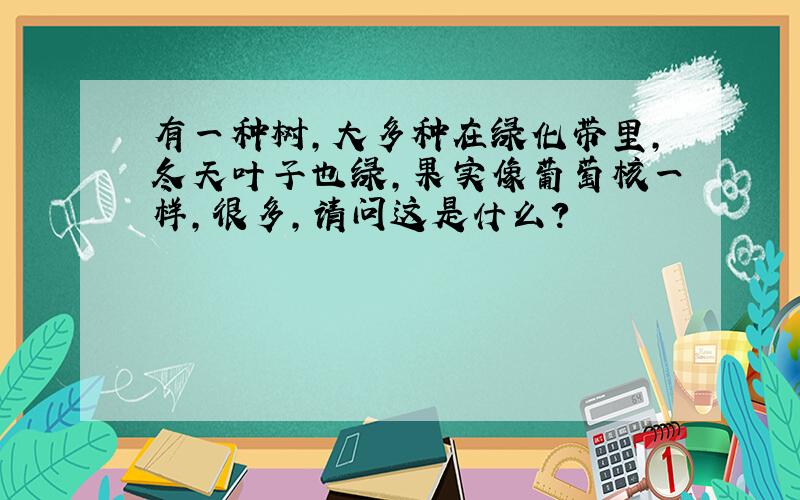 有一种树,大多种在绿化带里,冬天叶子也绿,果实像葡萄核一样,很多,请问这是什么?