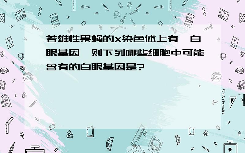 若雄性果蝇的X染色体上有一白眼基因,则下列哪些细胞中可能含有的白眼基因是?