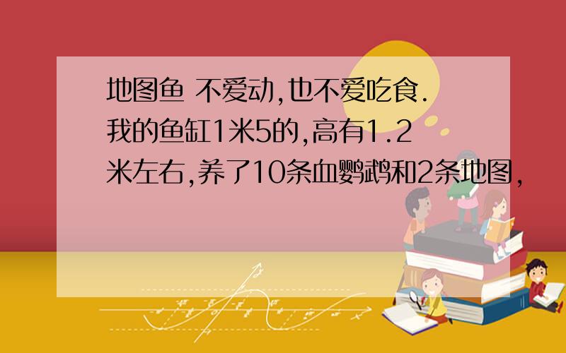 地图鱼 不爱动,也不爱吃食.我的鱼缸1米5的,高有1.2米左右,养了10条血鹦鹉和2条地图,