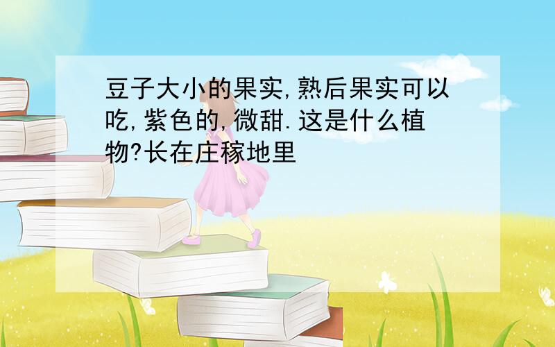 豆子大小的果实,熟后果实可以吃,紫色的,微甜.这是什么植物?长在庄稼地里