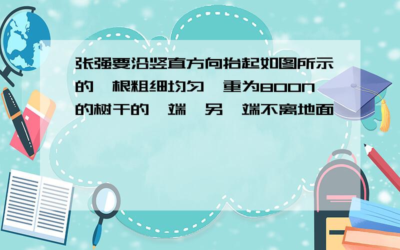 张强要沿竖直方向抬起如图所示的一根粗细均匀,重为800N的树干的一端,另一端不离地面,