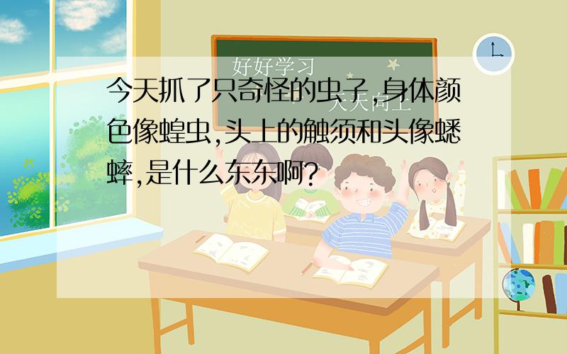 今天抓了只奇怪的虫子,身体颜色像蝗虫,头上的触须和头像蟋蟀,是什么东东啊?