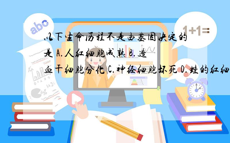 以下生命历程不是由基因决定的是 A.人红细胞成熟 B.造血干细胞分化 C.神经细胞坏死 D.蛙的红细胞无丝分裂