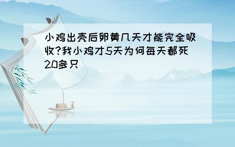 小鸡出壳后卵黄几天才能完全吸收?我小鸡才5天为何每天都死20多只