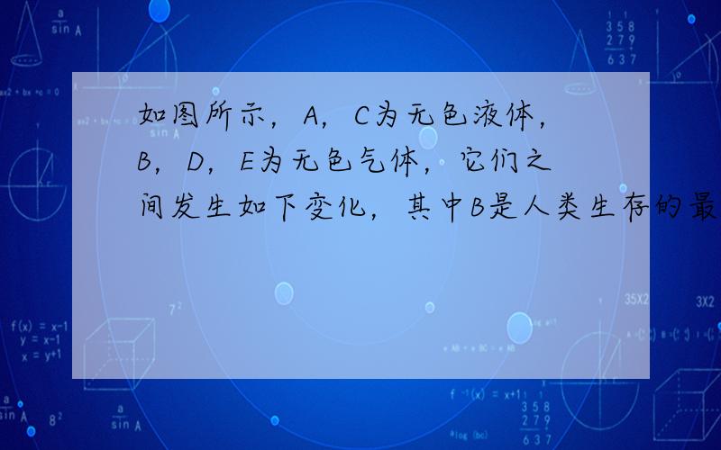 如图所示，A，C为无色液体，B，D，E为无色气体，它们之间发生如下变化，其中B是人类生存的最主要的气体．请你根据所学的化