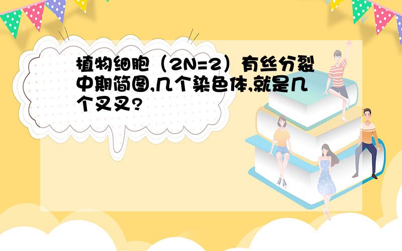 植物细胞（2N=2）有丝分裂中期简图,几个染色体,就是几个叉叉?