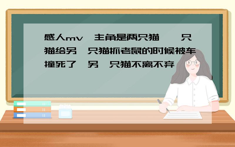 感人mv,主角是两只猫,一只猫给另一只猫抓老鼠的时候被车撞死了,另一只猫不离不弃