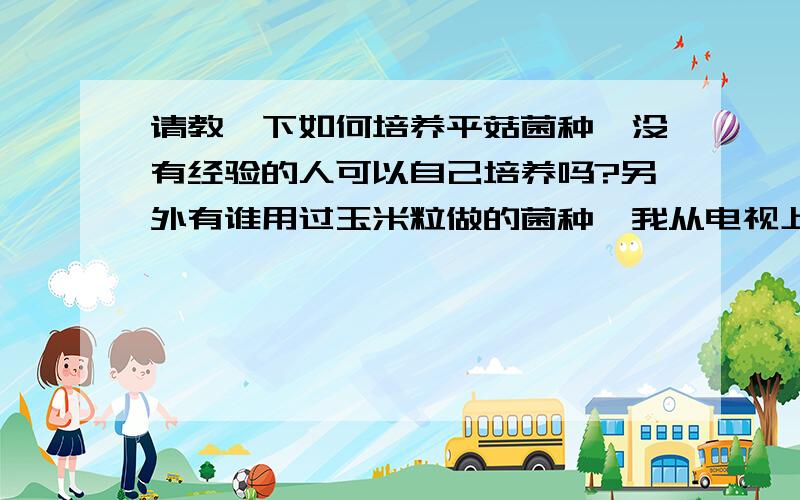 请教一下如何培养平菇菌种,没有经验的人可以自己培养吗?另外有谁用过玉米粒做的菌种,我从电视上见过.