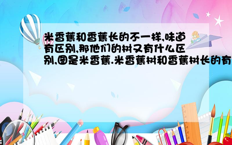 米香蕉和香蕉长的不一样,味道有区别,那他们的树又有什么区别,图是米香蕉.米香蕉树和香蕉树长的有什么区别?