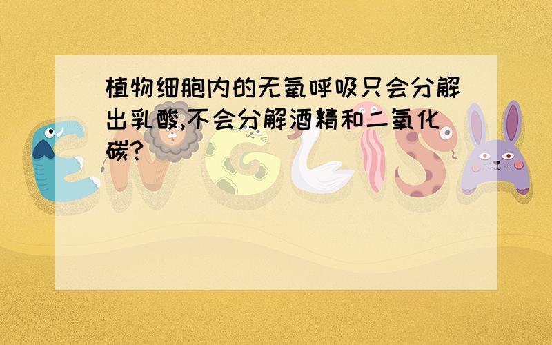 植物细胞内的无氧呼吸只会分解出乳酸,不会分解酒精和二氧化碳?