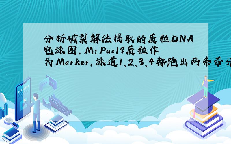 分析碱裂解法提取的质粒DNA电泳图,M：Puc19质粒作为Marker,泳道1、2、3、4都跑出两条带分别是什么?