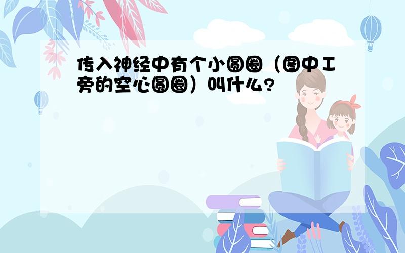 传入神经中有个小圆圈（图中Ⅰ旁的空心圆圈）叫什么?