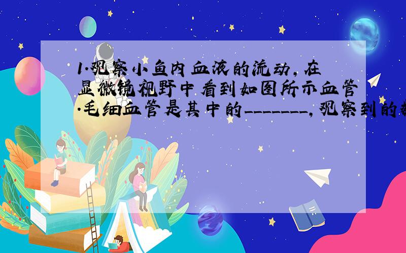 1.观察小鱼内血液的流动,在显微镜视野中看到如图所示血管.毛细血管是其中的_______,观察到的数量最多的血细胞是__