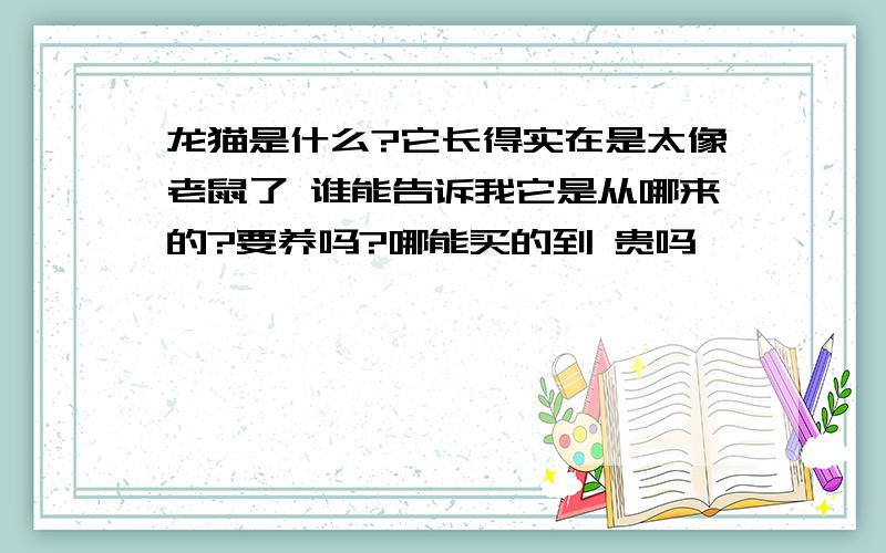 龙猫是什么?它长得实在是太像老鼠了 谁能告诉我它是从哪来的?要养吗?哪能买的到 贵吗