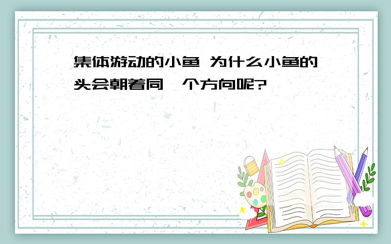 集体游动的小鱼 为什么小鱼的头会朝着同一个方向呢?