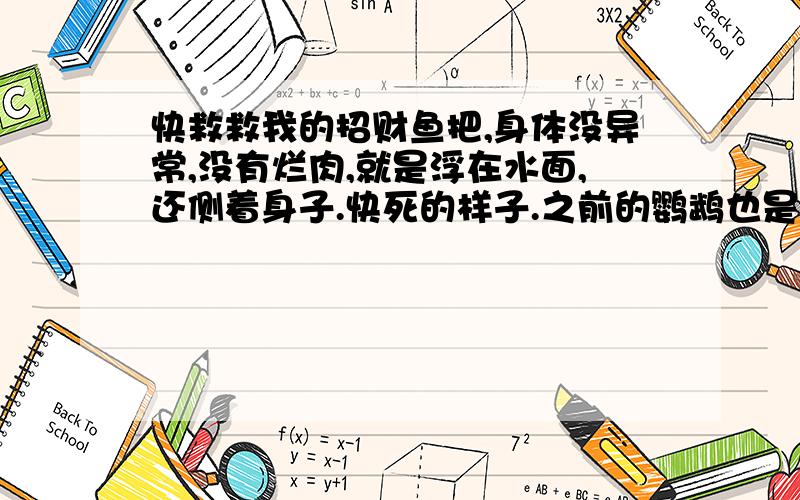 快救救我的招财鱼把,身体没异常,没有烂肉,就是浮在水面,还侧着身子.快死的样子.之前的鹦鹉也是这样,水换了很多次了,养水