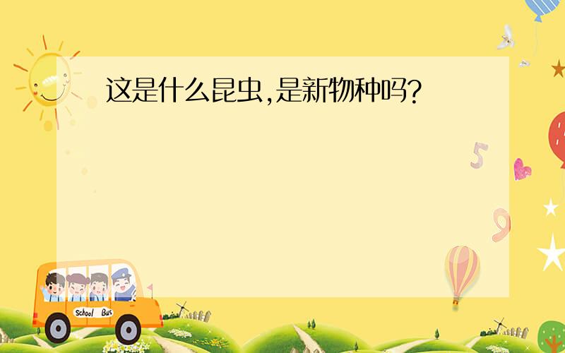 这是什么昆虫,是新物种吗?