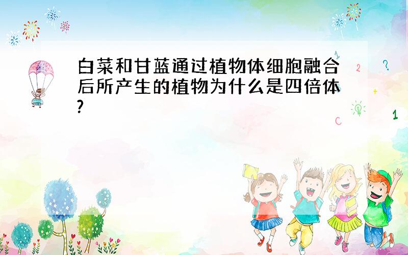 白菜和甘蓝通过植物体细胞融合后所产生的植物为什么是四倍体?