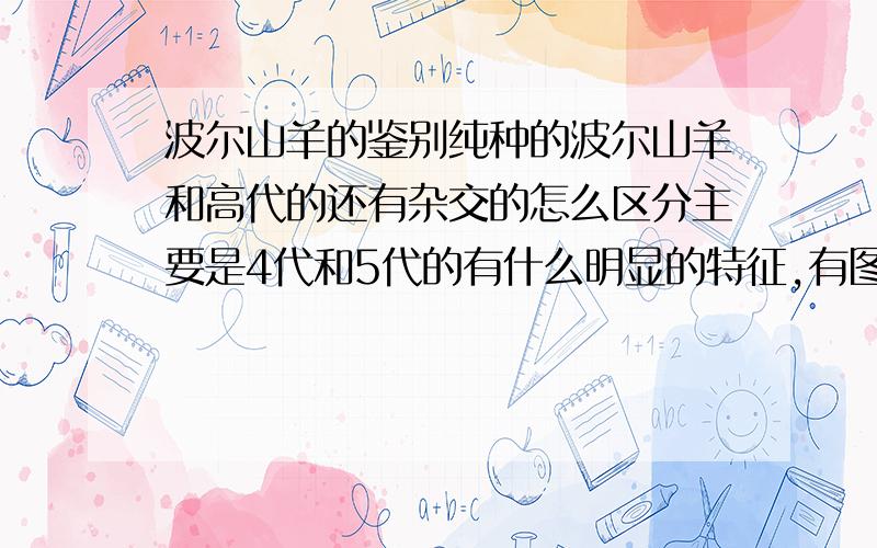 波尔山羊的鉴别纯种的波尔山羊和高代的还有杂交的怎么区分主要是4代和5代的有什么明显的特征,有图片的给发个图片,