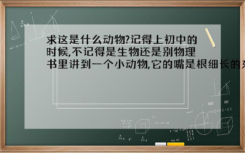 求这是什么动物?记得上初中的时候,不记得是生物还是别物理书里讲到一个小动物,它的嘴是根细长的东西,会趁狮子或者老虎不注意