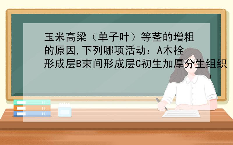 玉米高梁（单子叶）等茎的增粗的原因,下列哪项活动：A木栓形成层B束间形成层C初生加厚分生组织