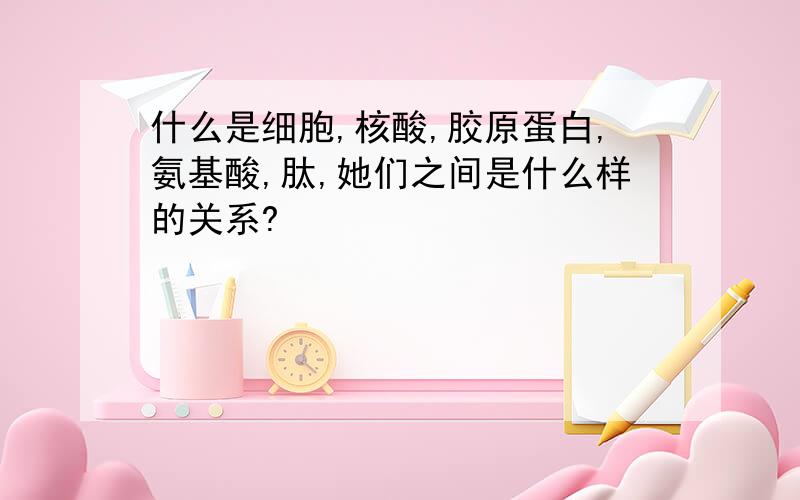 什么是细胞,核酸,胶原蛋白,氨基酸,肽,她们之间是什么样的关系?