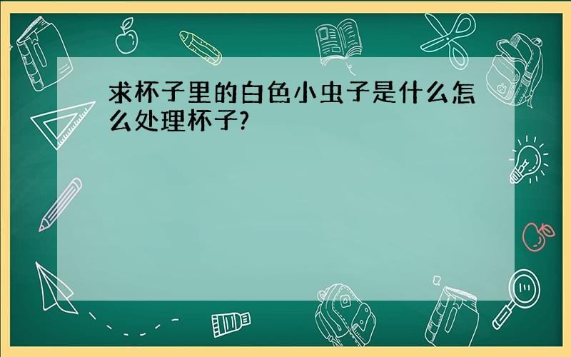 求杯子里的白色小虫子是什么怎么处理杯子?