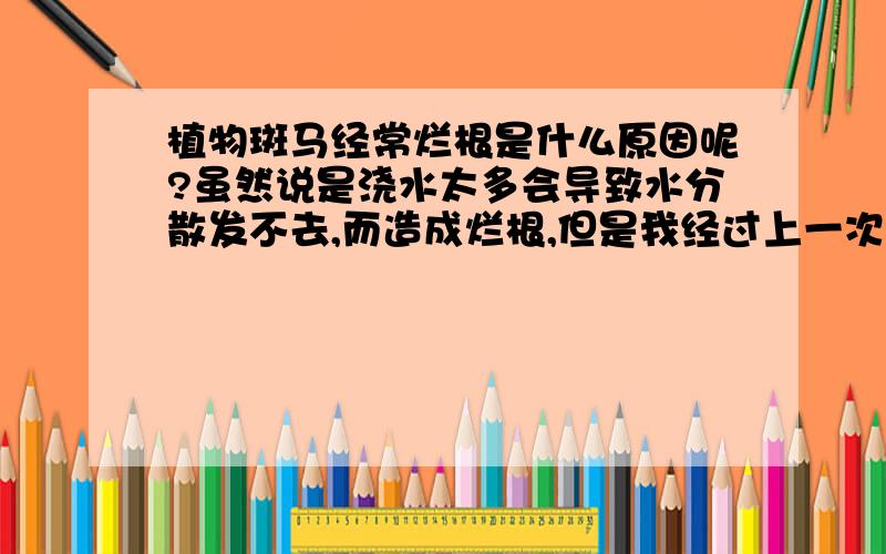 植物斑马经常烂根是什么原因呢?虽然说是浇水太多会导致水分散发不去,而造成烂根,但是我经过上一次烂根