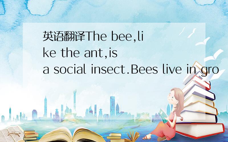 英语翻译The bee,like the ant,is a social insect.Bees live in gro