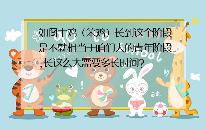 如图土鸡（笨鸡）长到这个阶段是不就相当于咱们人的青年阶段,长这么大需要多长时间?