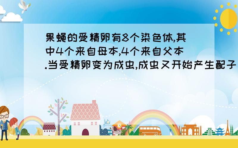 果蝇的受精卵有8个染色体,其中4个来自母本,4个来自父本.当受精卵变为成虫,成虫又开始产生配子（精子和卵细胞）时,假如只