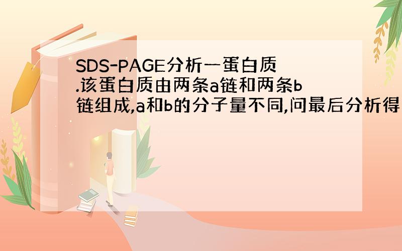 SDS-PAGE分析一蛋白质.该蛋白质由两条a链和两条b链组成,a和b的分子量不同,问最后分析得几条带,为什么