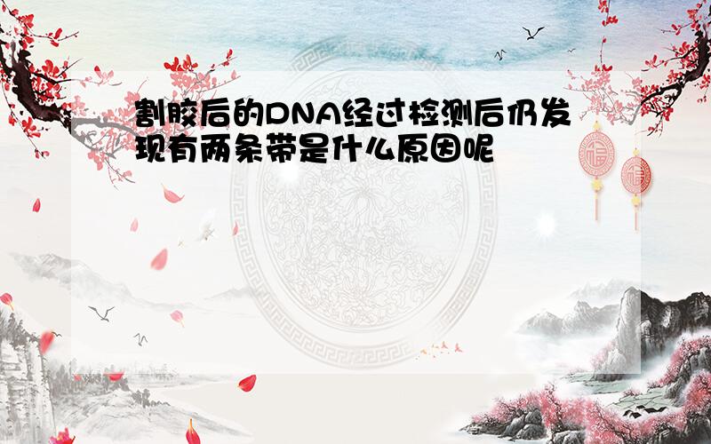 割胶后的DNA经过检测后仍发现有两条带是什么原因呢