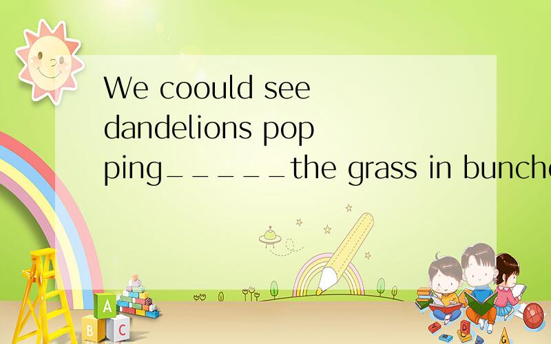 We coould see dandelions popping_____the grass in bunches.