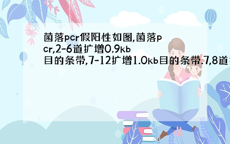 菌落pcr假阳性如图,菌落pcr,2-6道扩增0.9kb目的条带,7-12扩增1.0kb目的条带.7,8道扩增的1.0k