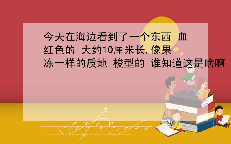 今天在海边看到了一个东西 血红色的 大约10厘米长,像果冻一样的质地 梭型的 谁知道这是啥啊