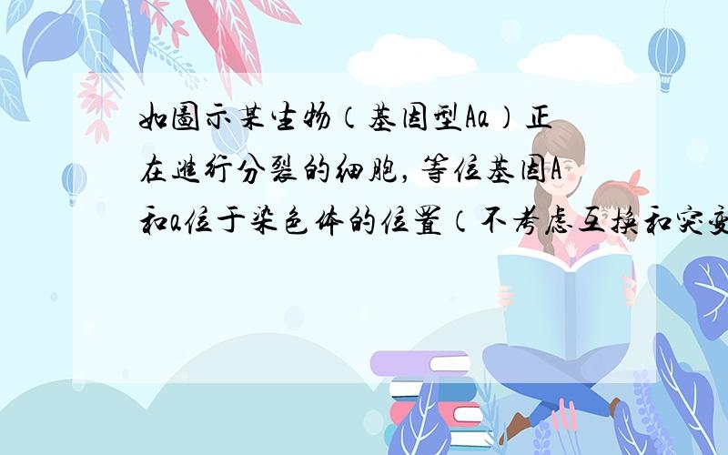 如图示某生物（基因型Aa）正在进行分裂的细胞，等位基因A和a位于染色体的位置（不考虑互换和突变）可能是（　　）