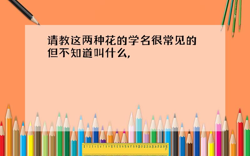 请教这两种花的学名很常见的 但不知道叫什么,