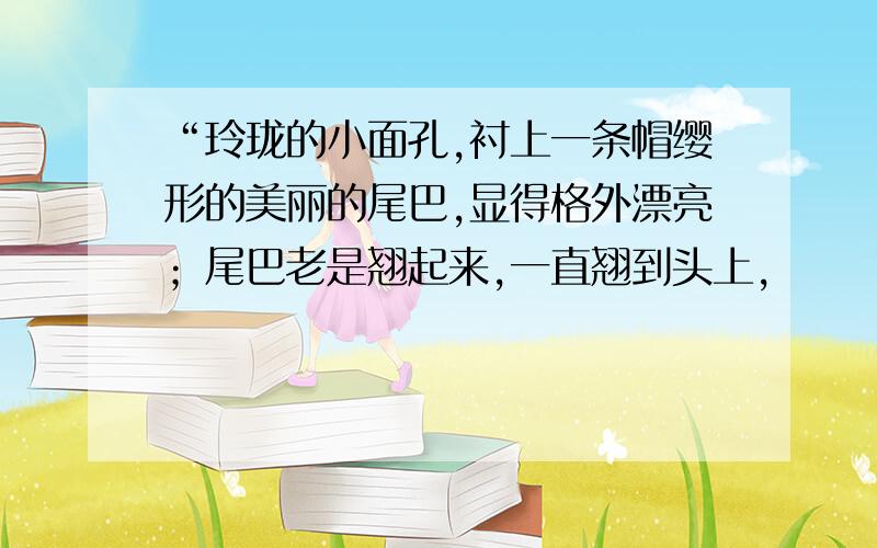 “玲珑的小面孔,衬上一条帽缨形的美丽的尾巴,显得格外漂亮；尾巴老是翘起来,一直翘到头上,