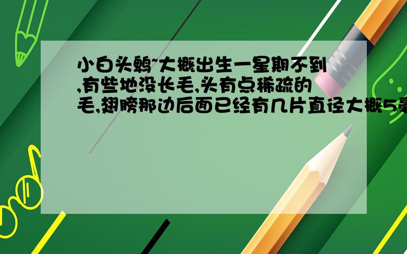 小白头鹎~大概出生一星期不到,有些地没长毛,头有点稀疏的毛,翅膀那边后面已经有几片直径大概5毫米的羽毛,其他地方都是毛杆