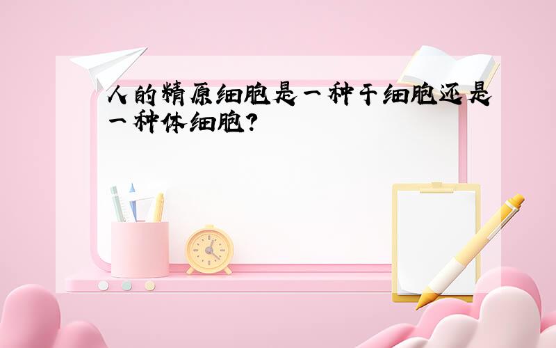 人的精原细胞是一种干细胞还是一种体细胞?