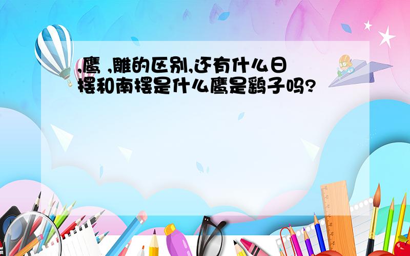 ,鹰 ,雕的区别,还有什么日摆和南摆是什么鹰是鹞子吗?