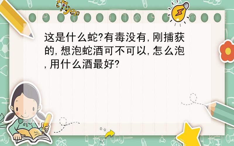 这是什么蛇?有毒没有,刚捕获的,想泡蛇酒可不可以,怎么泡,用什么酒最好?