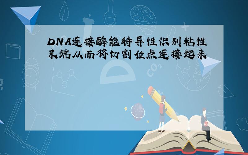 DNA连接酶能特异性识别粘性末端从而将切割位点连接起来