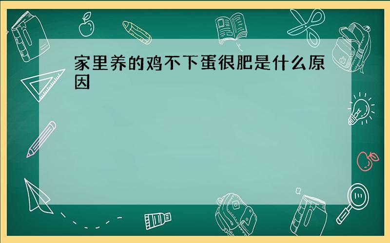 家里养的鸡不下蛋很肥是什么原因