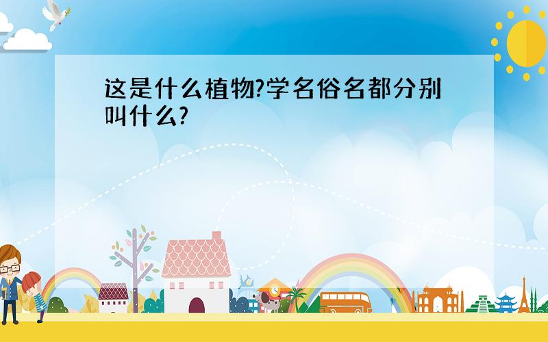 这是什么植物?学名俗名都分别叫什么?