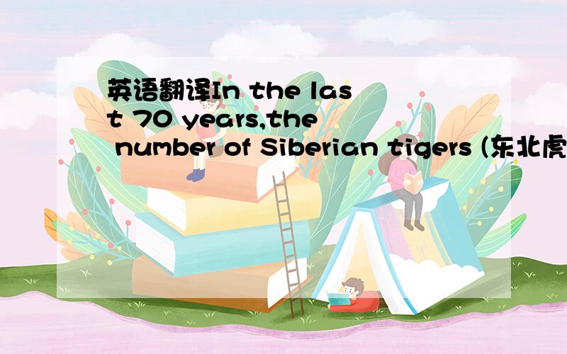 英语翻译In the last 70 years,the number of Siberian tigers (东北虎)